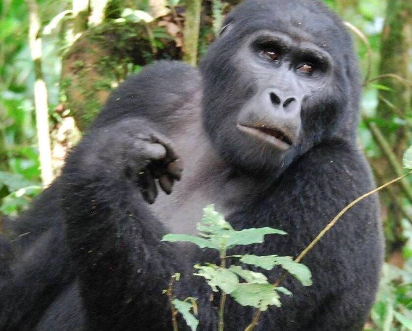 Uganda- The Pearl of Africa Part 3: Gorilla Trekking at Bwindi Impenetrable National Park