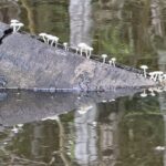 mushrooms on a log in a lake