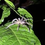 Wolf spider on a leaf