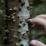 Thorns on a tree