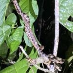 Snake in tree