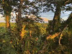 Ecuadorian Amazon Canopy at Sunset