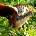 Hoatzin bird
