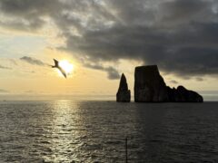 Galapagos Unveiled: A Nat Hab Adventure, Part Two 51 Frigate Bird Galapagos