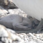 Baby Nazca