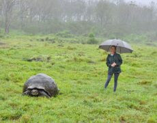 Galapagos Part 3: Lonesome George, Best Snorkeling in the World, and Bird Sex 35 IMG 5182 e1747507635339