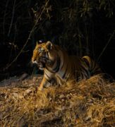 Tiger at Bandhavgarh