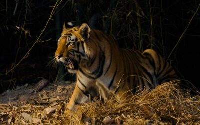 Into Tiger Country: Bandhavgarh Safaris, Wild Scenery, and Unforgettable Encounters
