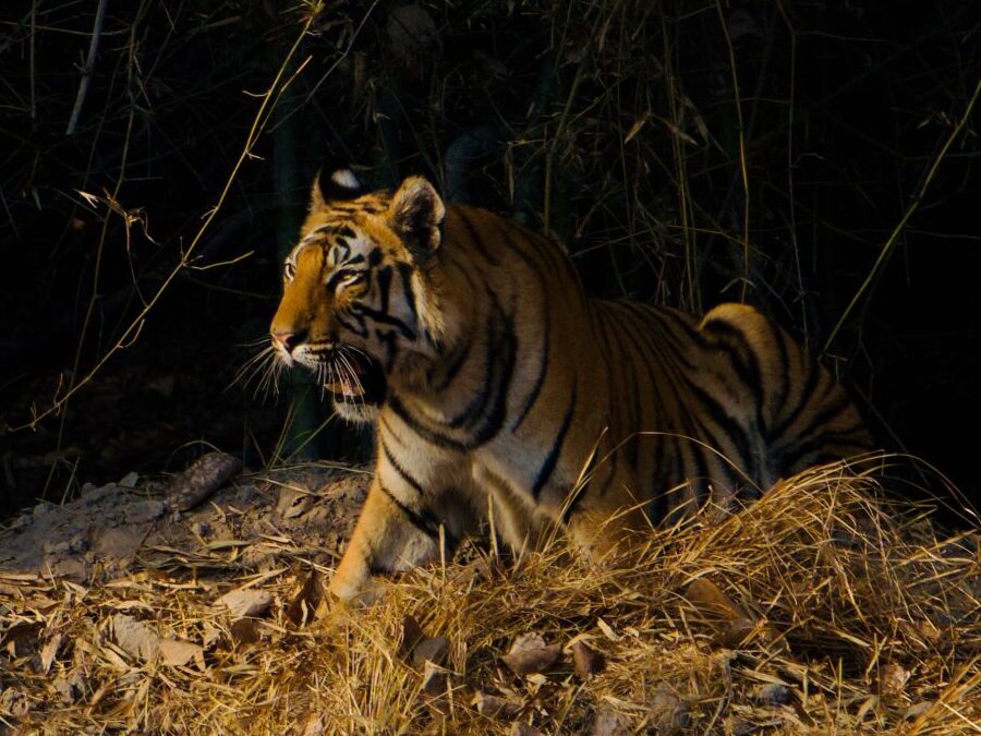 Into Tiger Country: Bandhavgarh Safaris, Wild Scenery, and Unforgettable Encounters