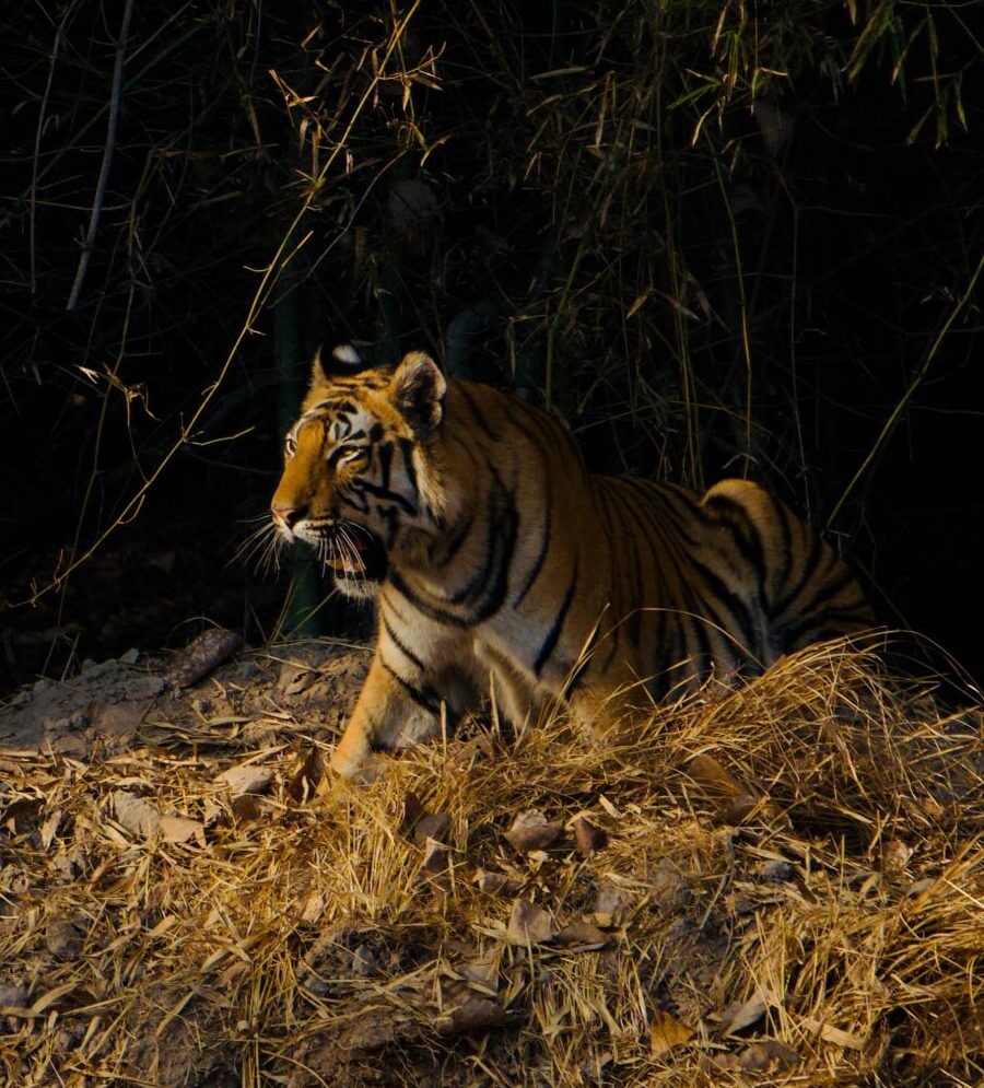 _DSC4234 Tiger at Bandhavgarh