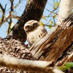 Into Tiger Country: Bandhavgarh Safaris, Wild Scenery, and Unforgettable Encounters 38 IMG 2039