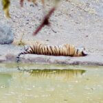 Into Tiger Country: Bandhavgarh Safaris, Wild Scenery, and Unforgettable Encounters 31 IMG 2053