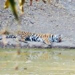 Into Tiger Country: Bandhavgarh Safaris, Wild Scenery, and Unforgettable Encounters 32 IMG 2069