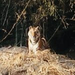 Into Tiger Country: Bandhavgarh Safaris, Wild Scenery, and Unforgettable Encounters 33 IMG 2076