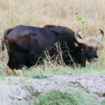 Into Tiger Country: Bandhavgarh Safaris, Wild Scenery, and Unforgettable Encounters 37 IMG 2088