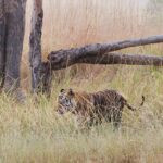Into Tiger Country: Bandhavgarh Safaris, Wild Scenery, and Unforgettable Encounters 36 IMG 2113