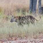 Into Tiger Country: Bandhavgarh Safaris, Wild Scenery, and Unforgettable Encounters 35 IMG 2114