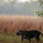 Into Tiger Country: Bandhavgarh Safaris, Wild Scenery, and Unforgettable Encounters 34 IMG 2116