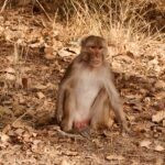 Into Tiger Country: Bandhavgarh Safaris, Wild Scenery, and Unforgettable Encounters 40 IMG 2151