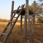 Into Tiger Country: Bandhavgarh Safaris, Wild Scenery, and Unforgettable Encounters 41 IMG 2161