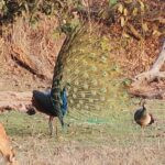 Into Tiger Country: Bandhavgarh Safaris, Wild Scenery, and Unforgettable Encounters 42 IMG 2168