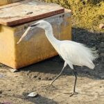 Mumbai in Contrast Part 1: Dawn Markets, Dabbawalas, Dhobi Ghat, and the City at Work 52 IMG 3646