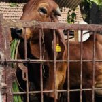 Mumbai in Contrast Part 2: Bollywood Dreams, Slum Reality, Bike Rides, and Street Food 34 Cow chewing grass, cow sanctuary Mumbai